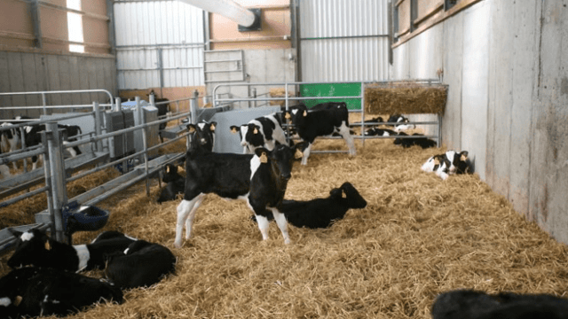 How can I prevent coccidiosis in the calf house?