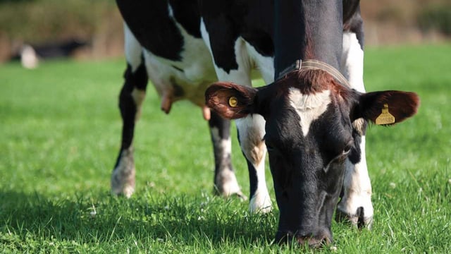 'Lots done and lots more to do' in the area of grassland technology - UCD research
