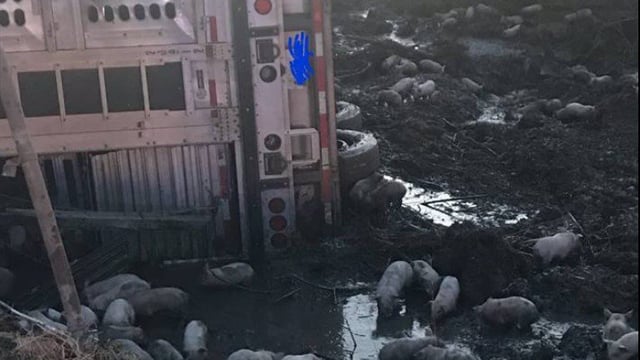 'Nearly 3,000 piglets' loose on US road following lorry crash
