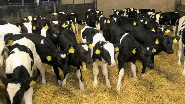 'Cherbourg may require Irish investment for calf exports'