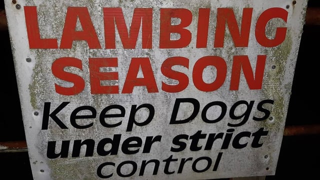 Investigations ongoing after 2 dogs attack sheep in Meath