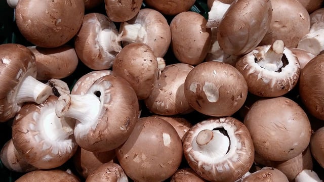 Report highlights need for domestic peat for mushroom sector