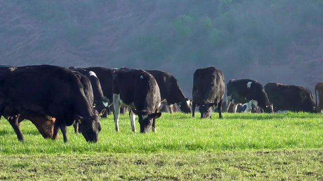 Changes to draft TB regulations 'to the benefit of farmers' - Creed