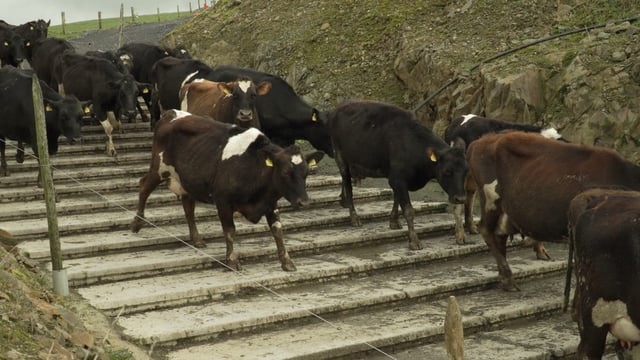 'The cows took to them like a duck to water'
