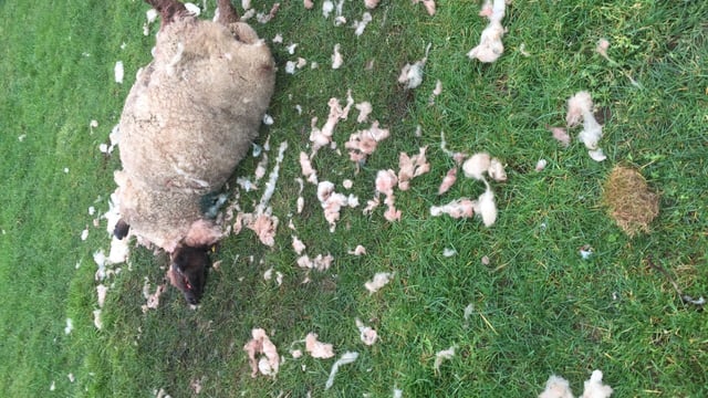 Graphic: 'People just don't know the devastating impact dogs can have'