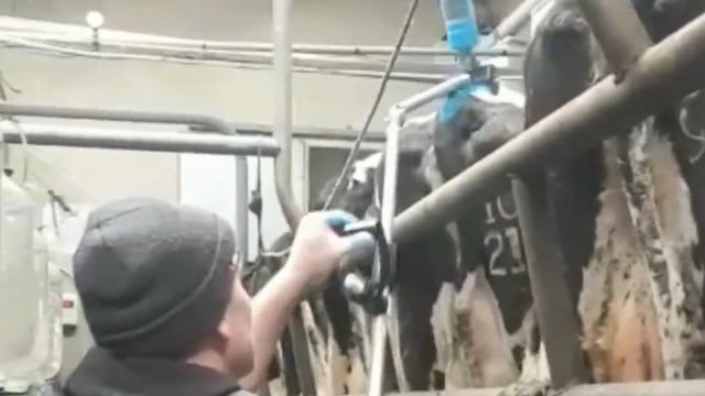 Tail-painting with a twist...from the milking parlour pit