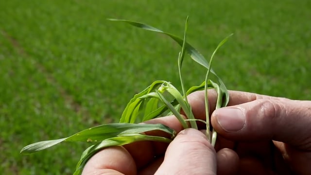 CROPS WATCH: Creating a good root structure in spring barley is key