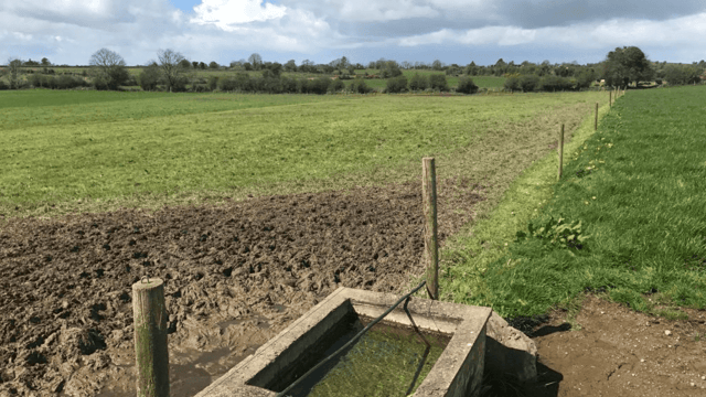 How should I be managing and feeding my suckler cows after calving?