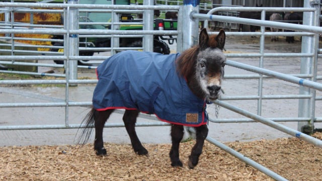 World's oldest mule dies in Cork