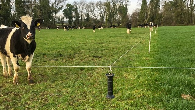 Grazing conditions excellent and all yearlings out in Co. Meath