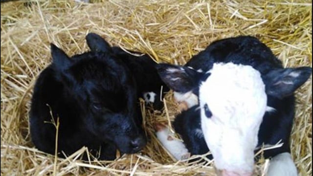 Twins with a twist: 2 calves; 2 sires; 2 breeds