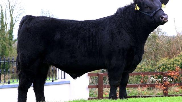 Are you considering purchasing a stock bull this year?