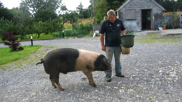 Tipperary couple provide insights into free range pig rearing