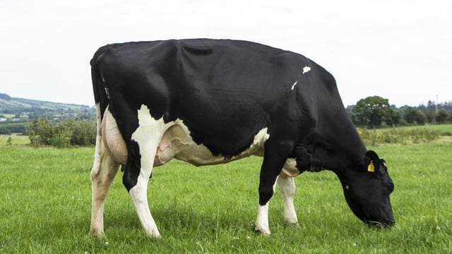 Check out the lineup on this year's active bull list