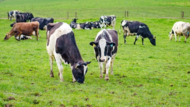 Ireland's largest organic farm to hold dispersal sale of dairy herd