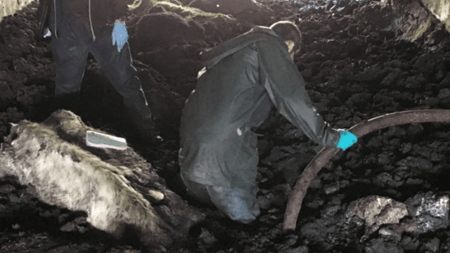 Graphic: Family sentenced following nightmare scenes at Welsh farm