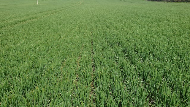 Grain price: Markets looking more positive