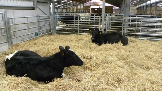 Why is having a compact calving pattern so important?