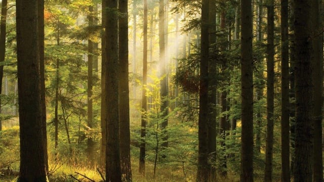 Minister hopeful of Forestry Programme approval 'in weeks'
