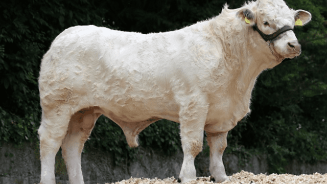 4 Gene Ireland beef bulls on the market