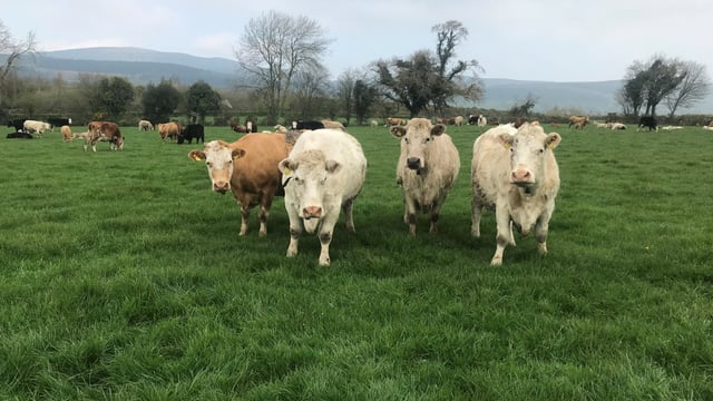 Sustainable Breeding Summit: Bull selection for AI