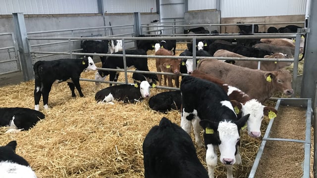 Teagasc and Dawn Meats embark on dairy-beef breeding initiative