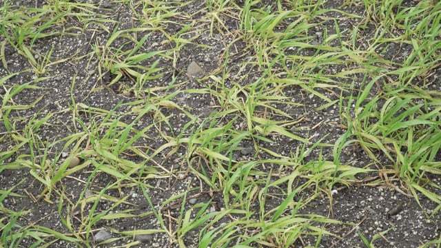 CROPS WATCH: Are your crops stressed?