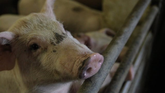 Highly antibiotic-resistant strain of MRSA in pigs can jump to humans - study