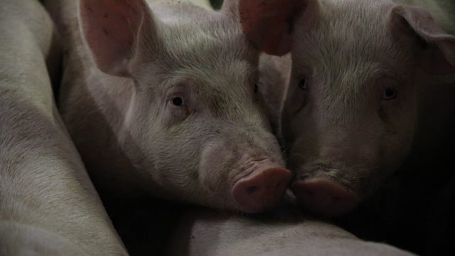 4.7 million pigs culled in Vietnam as African swine fever spreads