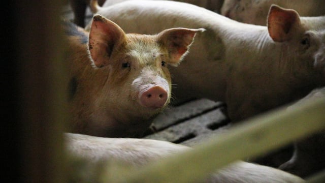 Over 2,000 animals seized in 2023 mainly for animal welfare issues