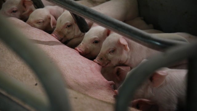 Antimicrobial use in agriculture could fuel future epidemics - study