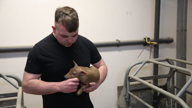 Video: Hyde Park's 'fully integrated' pig enterprise