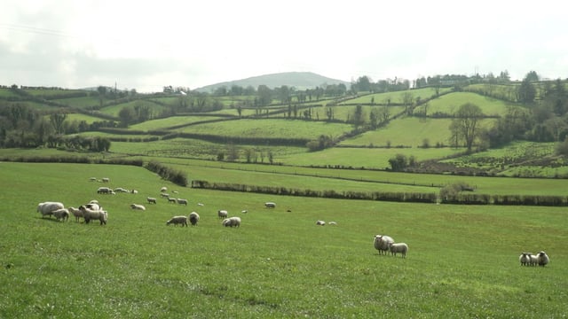 Ifac: 50% of sheep farmers report 'positive outlook' - despite input concerns