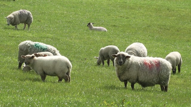 Sheep trade: Prices remain similar to September 2022 levels
