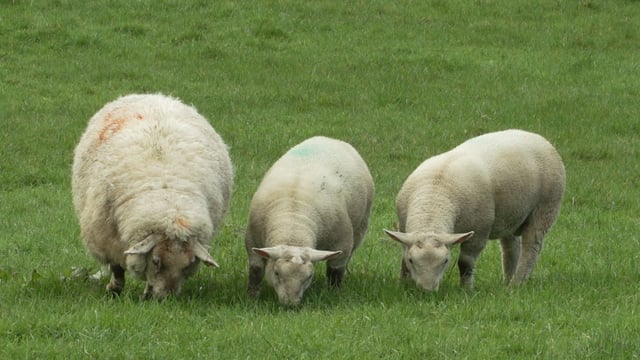 Grass remains the priority feed for sheep