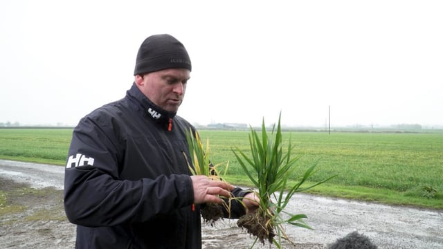 CROPS WATCH: Some winter barley crops stressed...T2 due