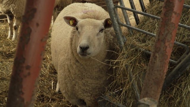 New Zealand sheep and goat EU imports jump 18% in 2023