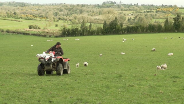 Now is the time to act on liver fluke in sheep