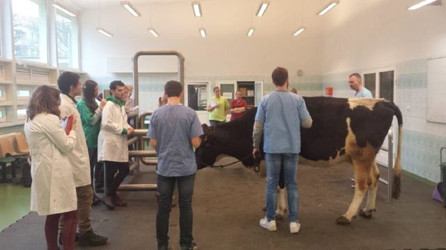'I refused to give up on my dream of being a vet'