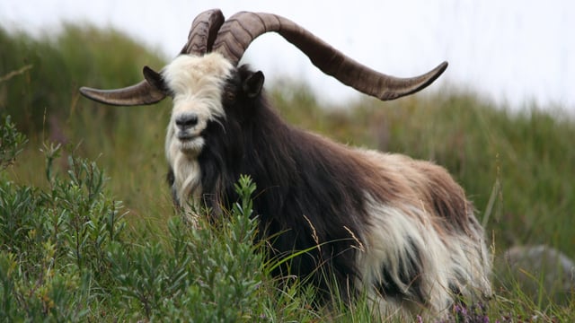 Date and venue confirmed for Irish Rare Breeds Conference