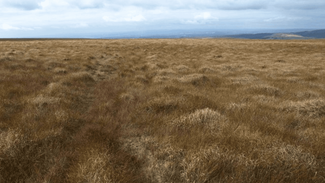 Commission to refer Ireland to EU court over bog habitats