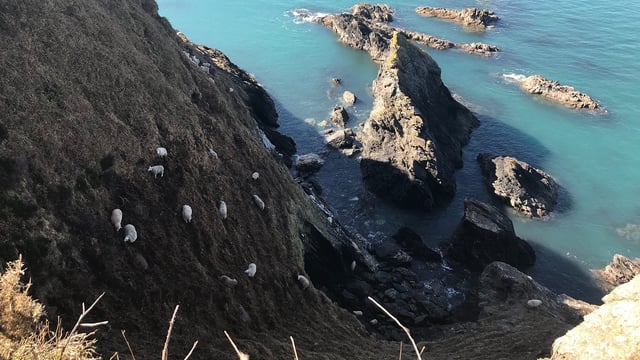 Rescue mission enters 3rd day for 60 sheep trapped on sea cliff
