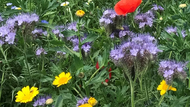 Darina Allen to host Farming for Nature walk in Ballymaloe today
