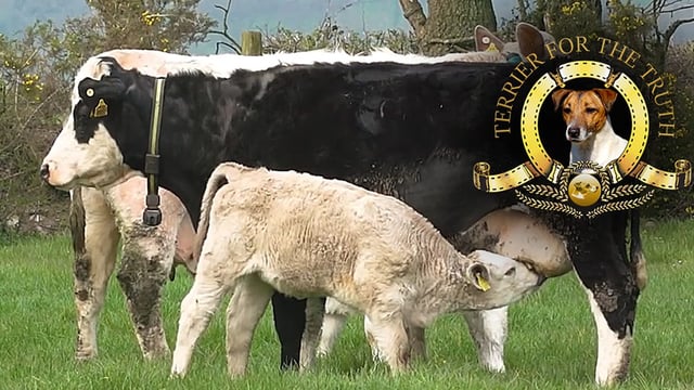 Jack Russell: Beef grid in a state of gridlock - go figure!