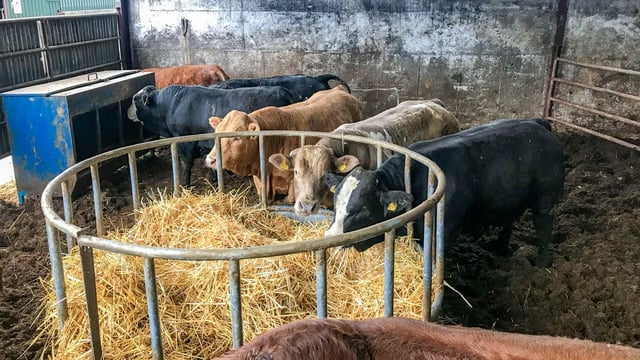 Analysis: How have the cattle slaughtered in Q1 of 2019 graded?