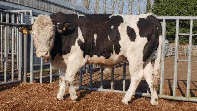 Dairy-origin bulls average 1.70kg/day and achieve an average kill out of 52%