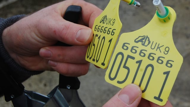 'Time has come for compulsory BVD testing to end' - ICSA