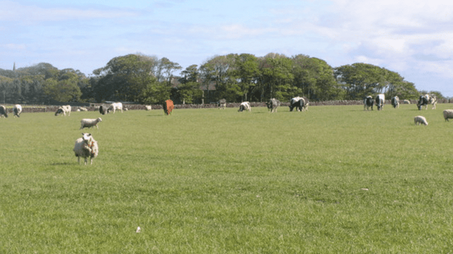 Last month's sheep slaughterings drop 4.4% compared to December 2019