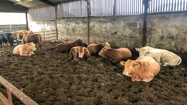Beef focus: Finishing under 16-month bulls along with steers and heifers in Co. Kilkenny