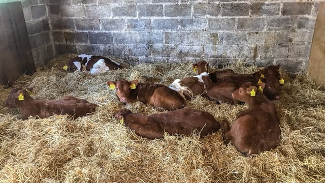 Comparisons between calf breeds and prices in Co. Louth